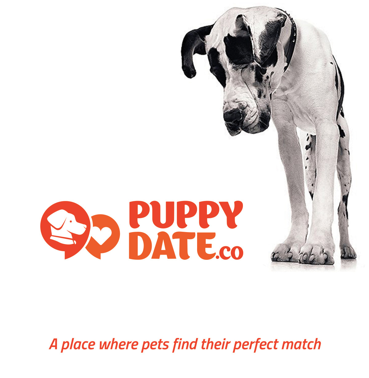 brand dog puppy Web mac mac air red site match