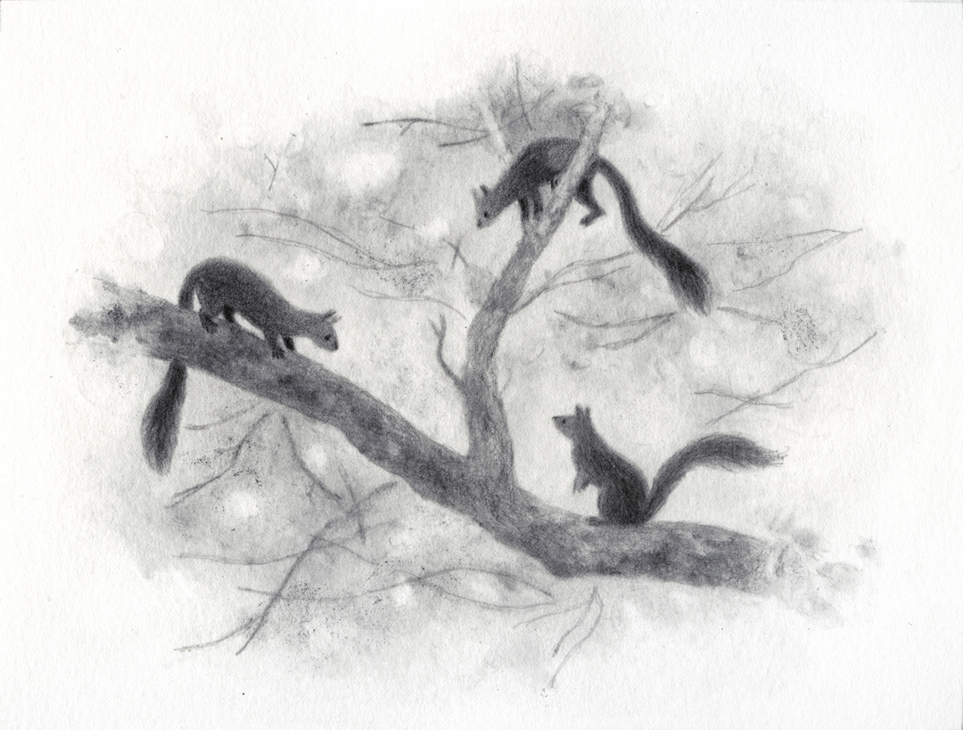 animals black and white Drawing  Nature Original Art Playful squirrel wildlife