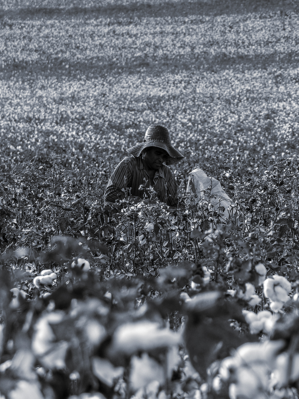 agriculture Agro cotton Documentary  field harvest monochrome photojournalism  reportage worker