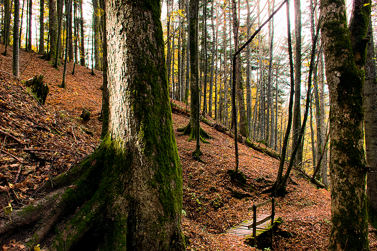 Adobe Portfolio foliage Fall autumn Nikon Italy Tree  light Shadows leaves