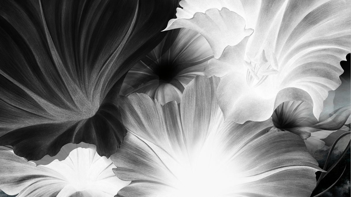 flower  nature black & white motion video art Nature