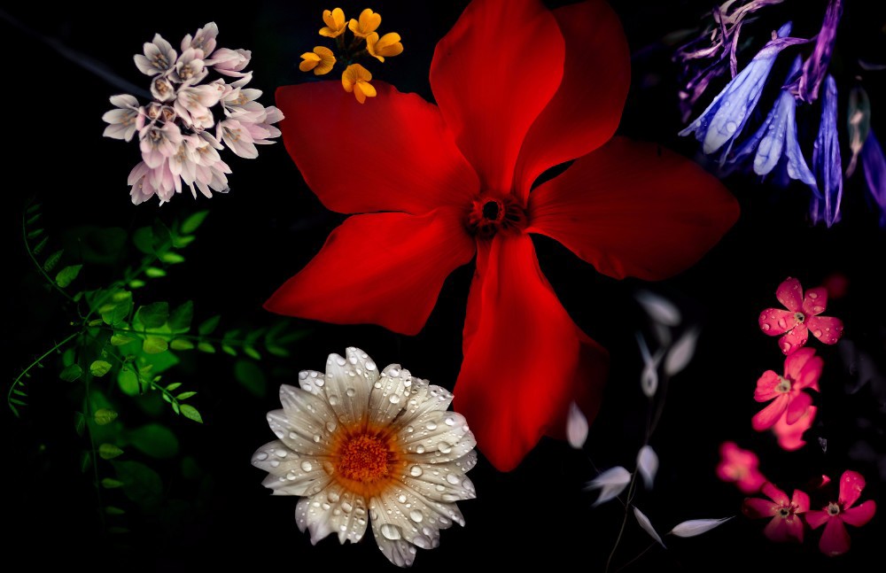 Adobe Portfolio Flowers Nature collage grasses colors macro plants wild