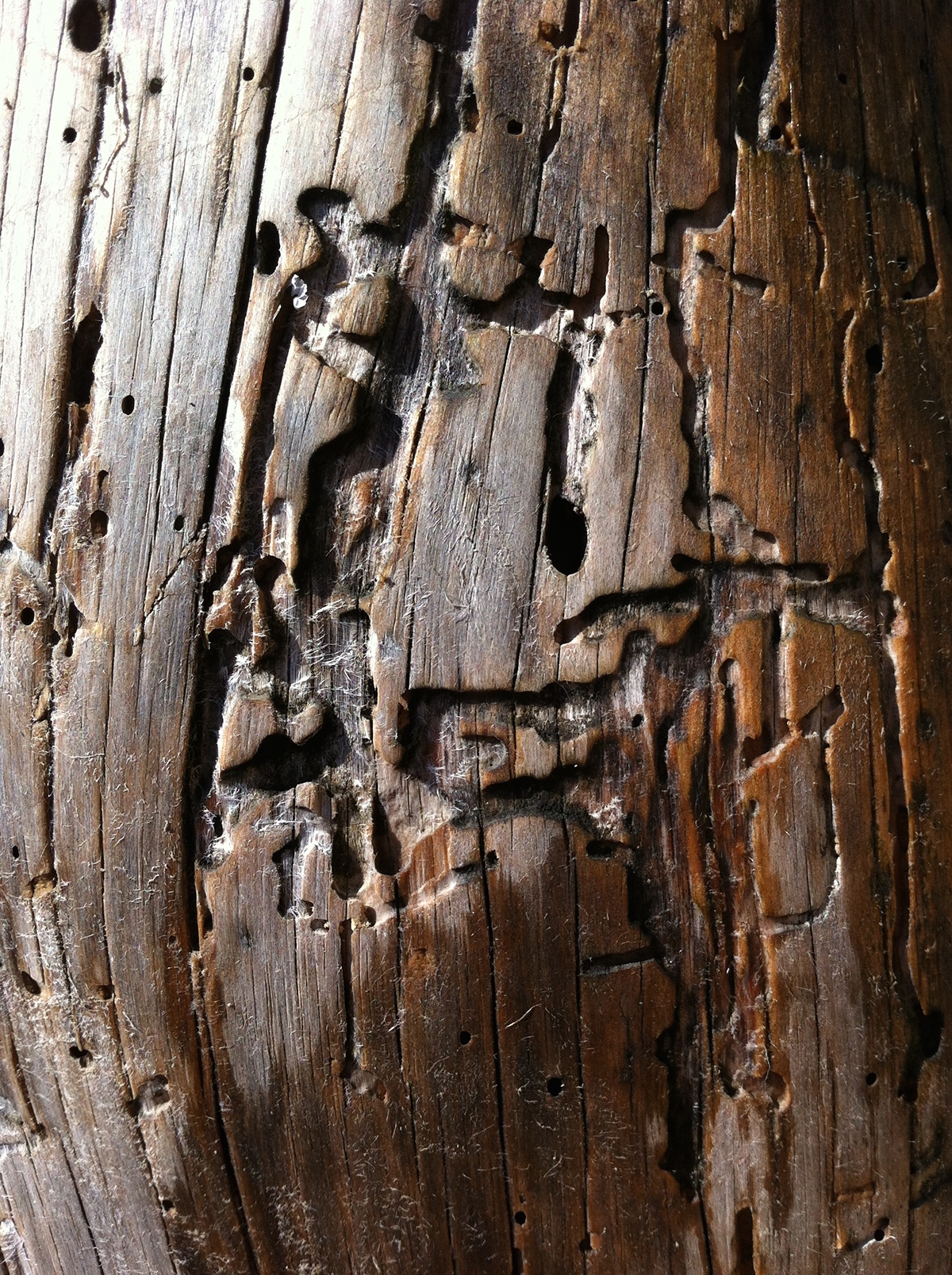 wood Tree  abstract signs trace cut