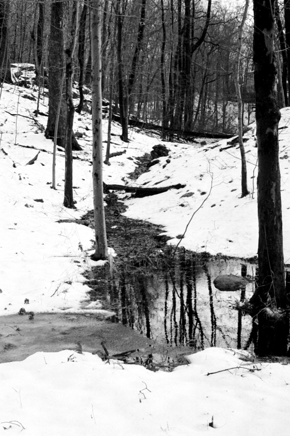 black and white Landscape Nature New York Baltimore maryland still life portrait