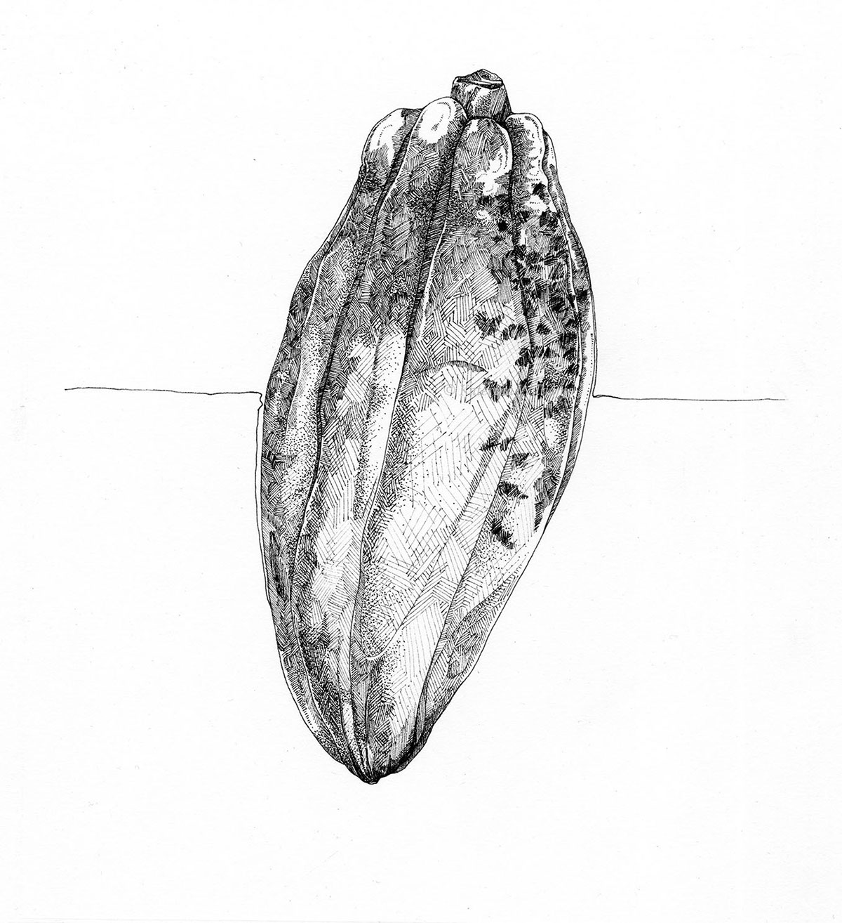illustrations line drawing pen Nature black and white hand drawn micron botanical illustration