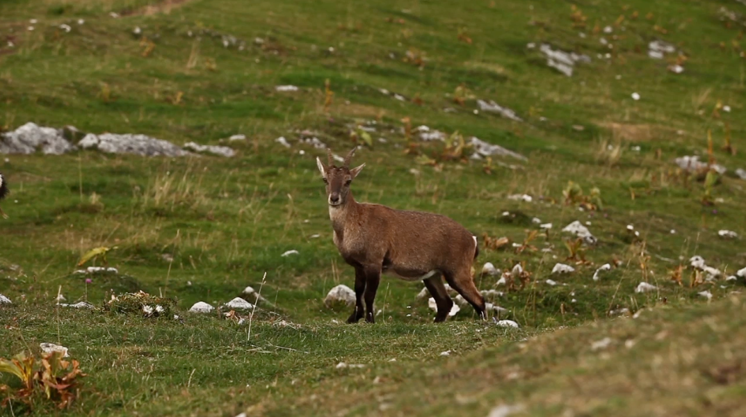 Suisse video Switzerland microcosmos macro Nature animaux sauvage liberté vert montagne Pluie Musique son mouvement