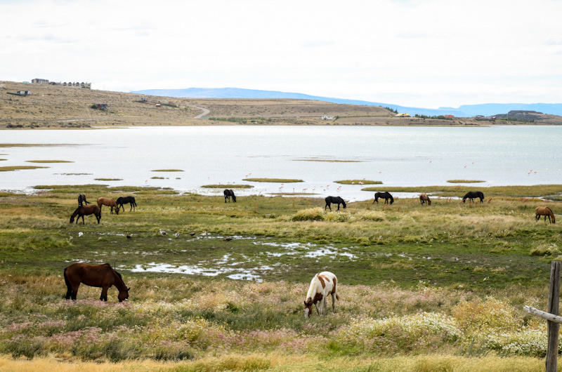 Travel viajes santa cruz patagonia chalten el calafate