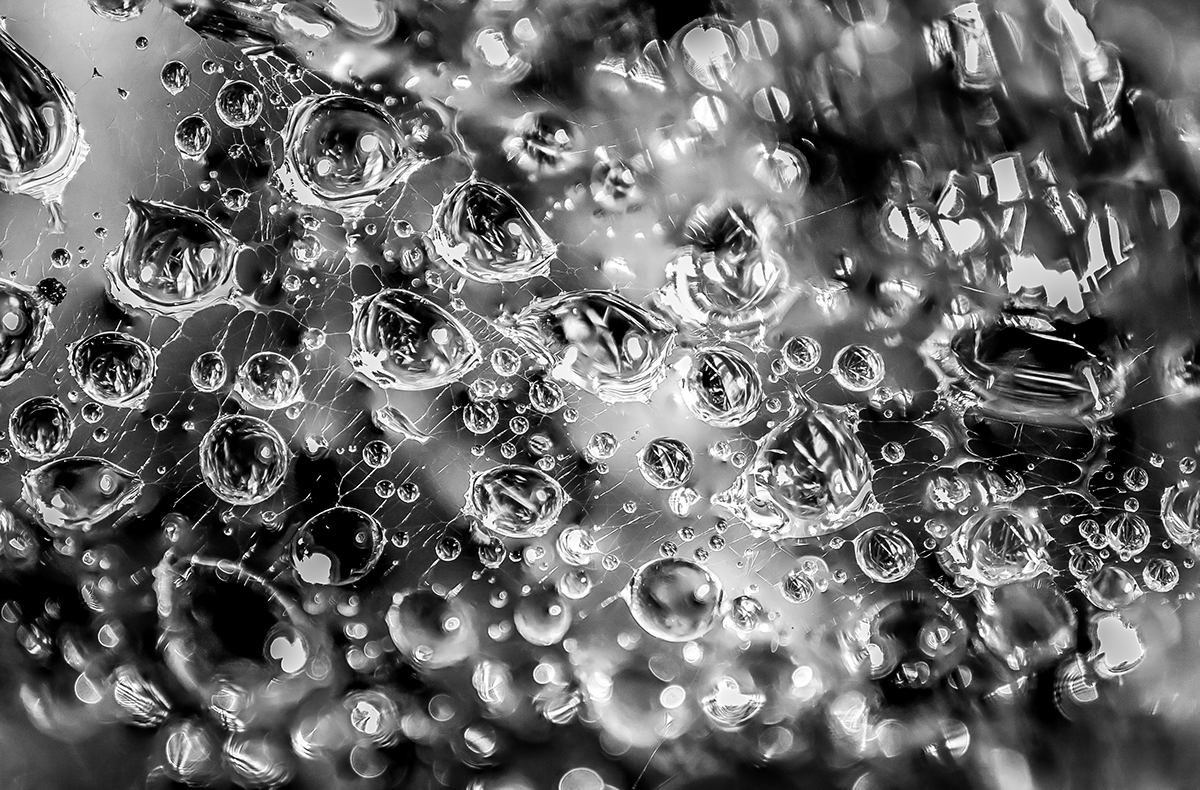 stephen arling water droplets drops water spider web Web Nature