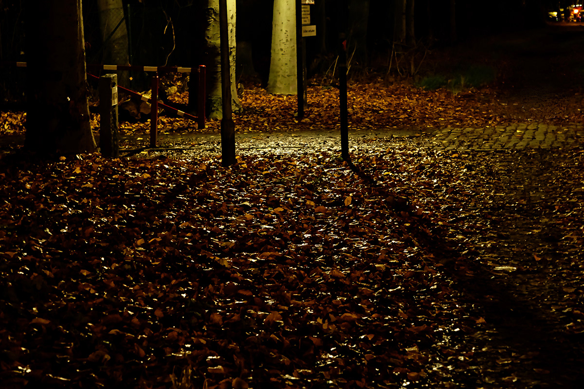 art berlin forest Landscape night Park Photography  Stefan F. Wirth Urban woods