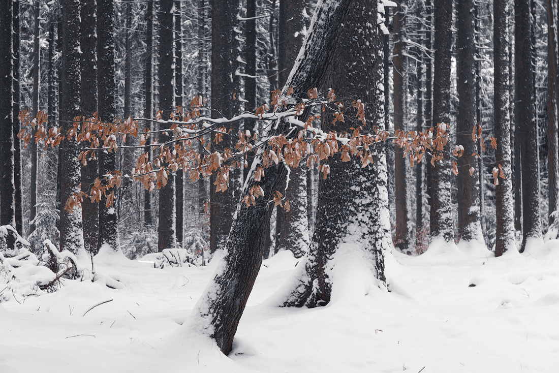 winter wald schnee frost Bäume Landschaft