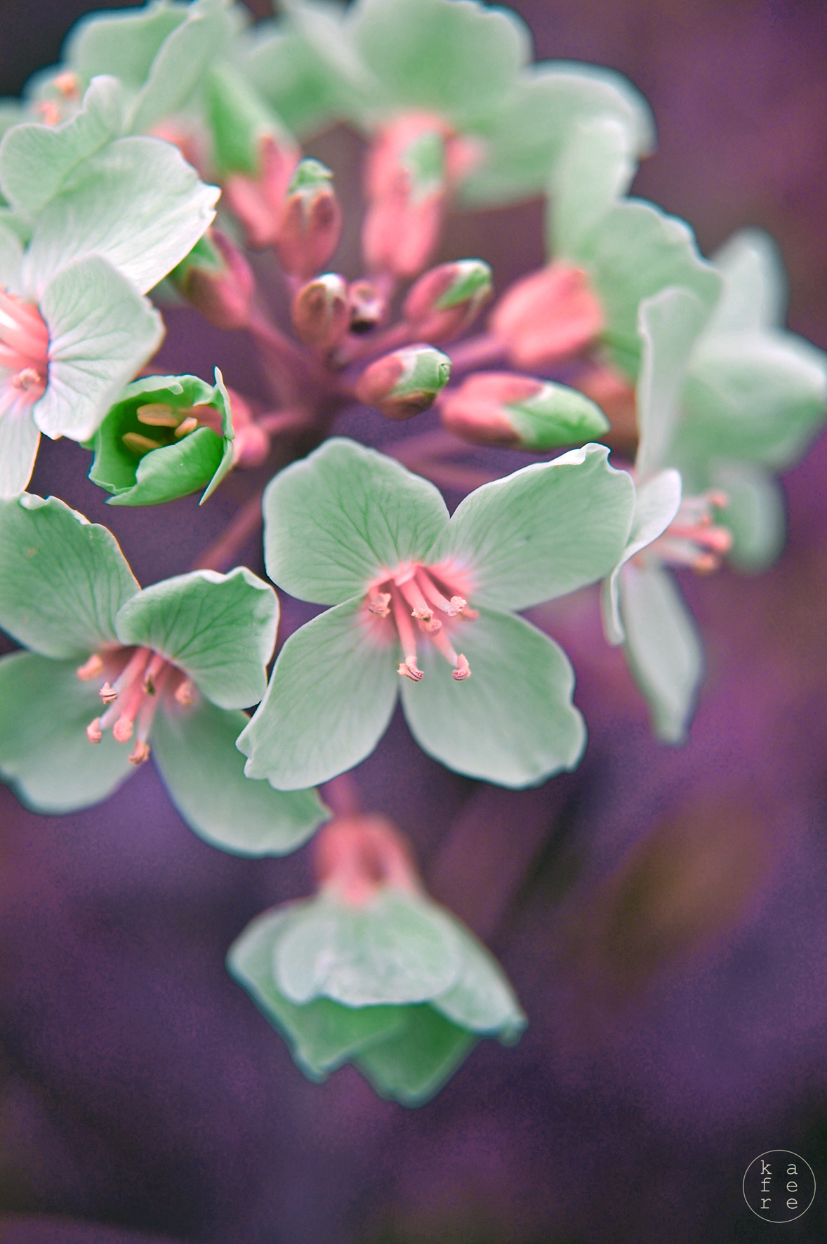 infrared Nature Flowers closeup macro scenery details