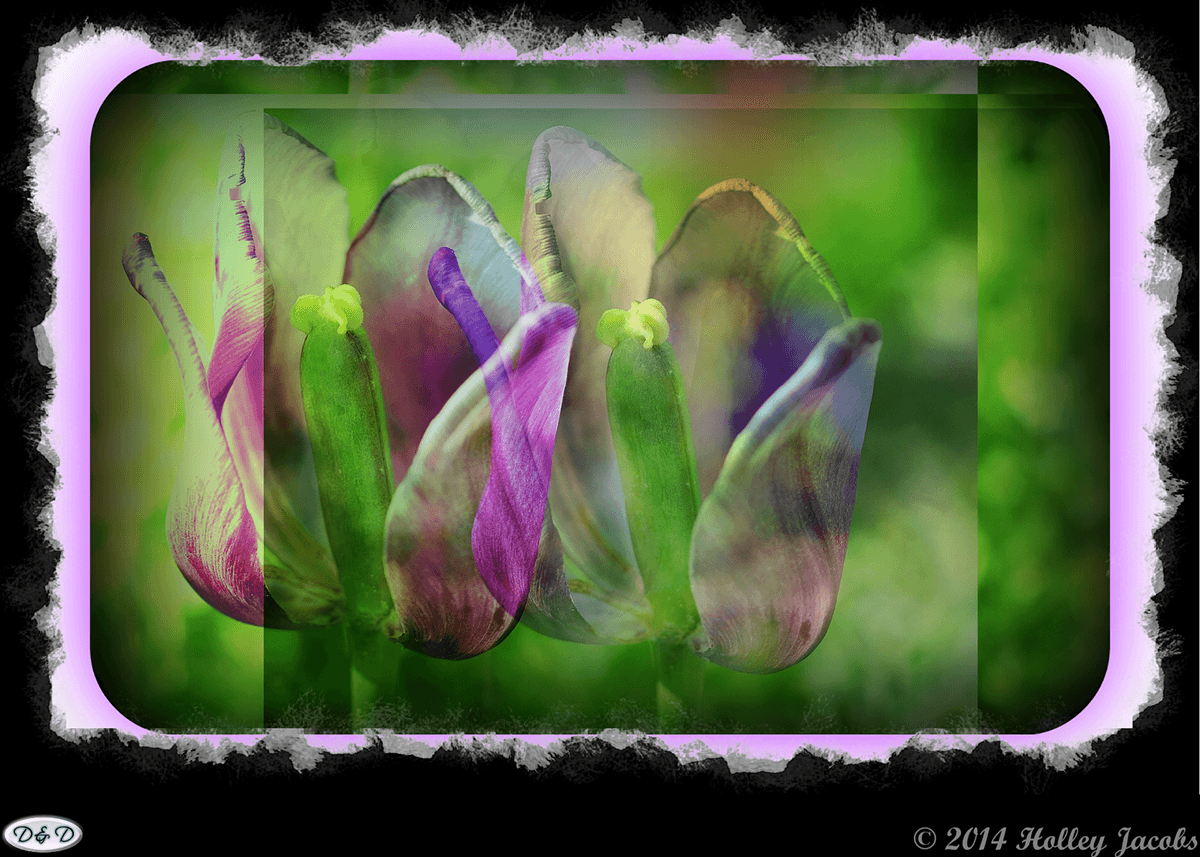 Flowers digitial art creative art country coloful