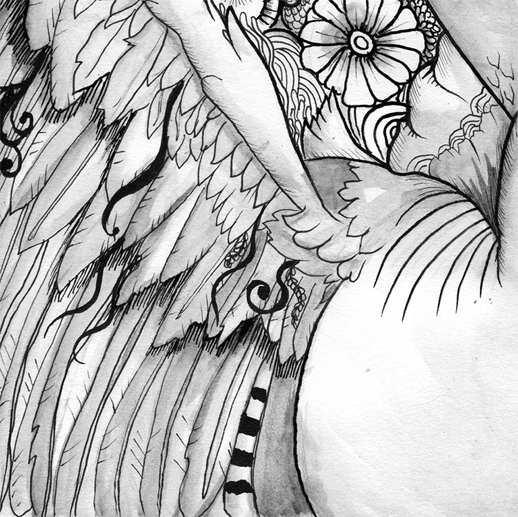 swan cisne aves birds selketyhay ILLUSTRATION  ilustracion blanco&negro Black&white passion