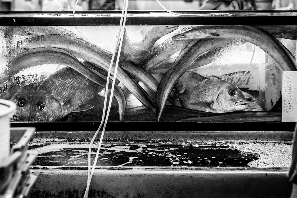japan tokyo fish market tsukij