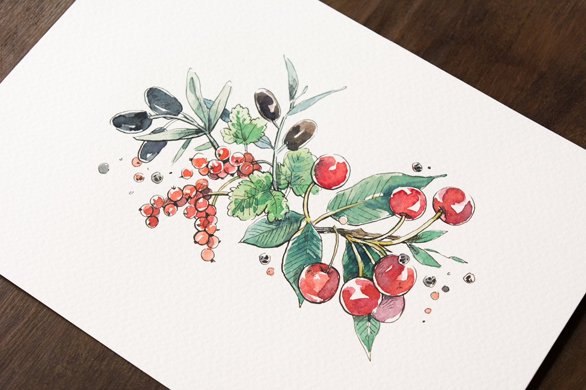 watercolour botanical Plant Fruit watercolor Herbarium wine colorful flower blossom fresh spice