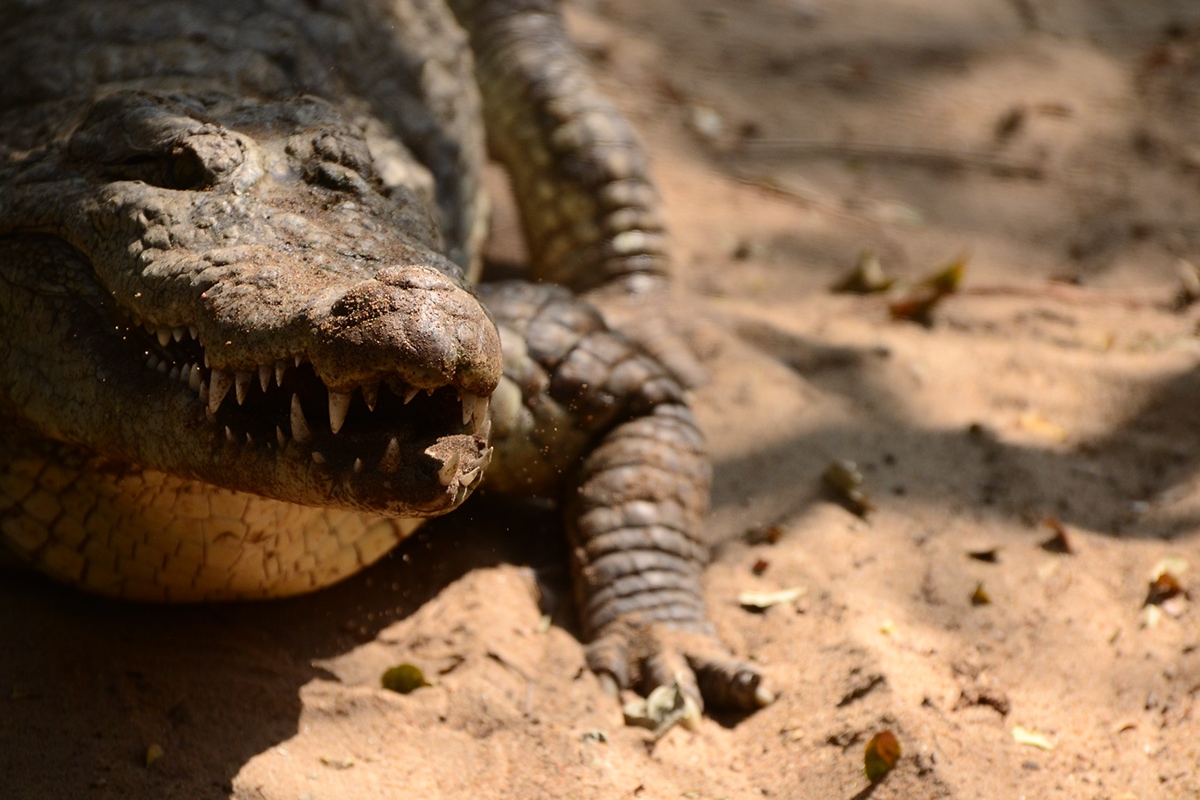 crocodiles animals animalphotography