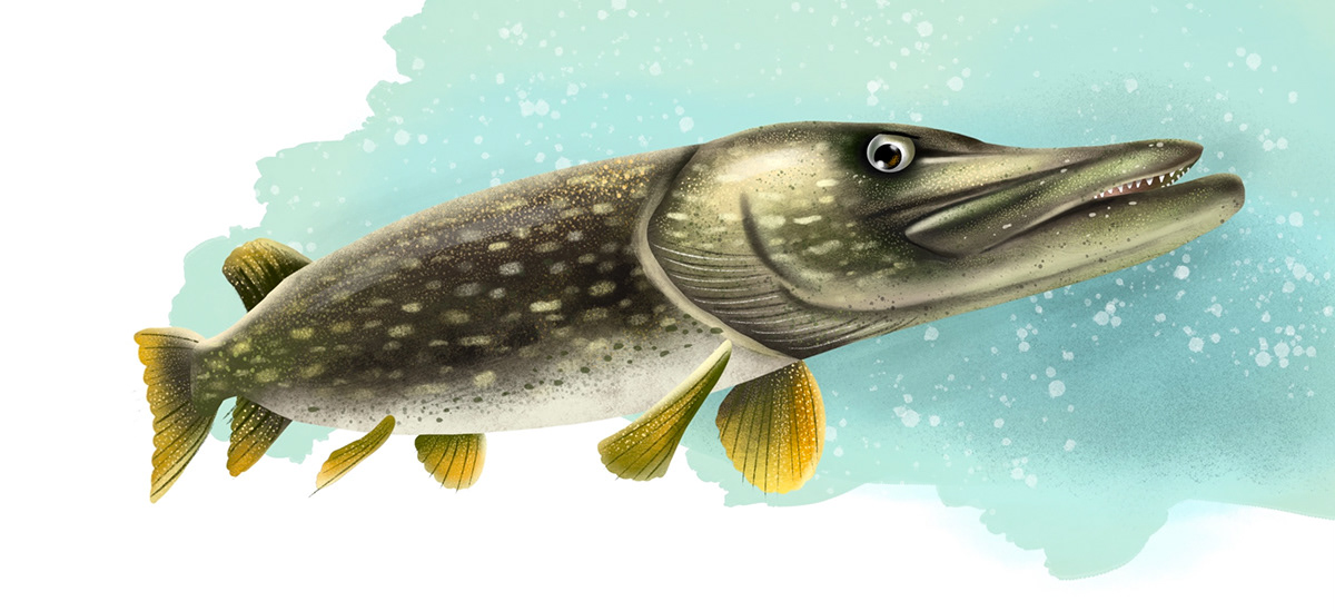 animals bookillustration children's book childrensbookillustration fish illustrations water eel Pike kingfisher