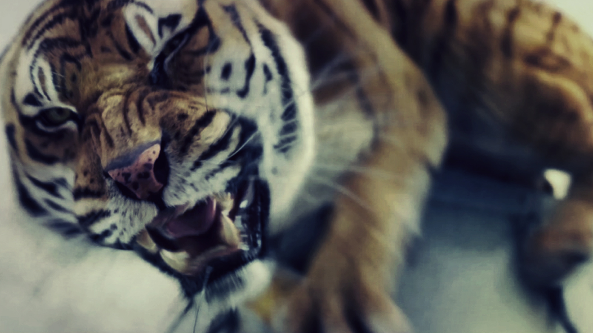 tiger lion pi design abstract desktop background