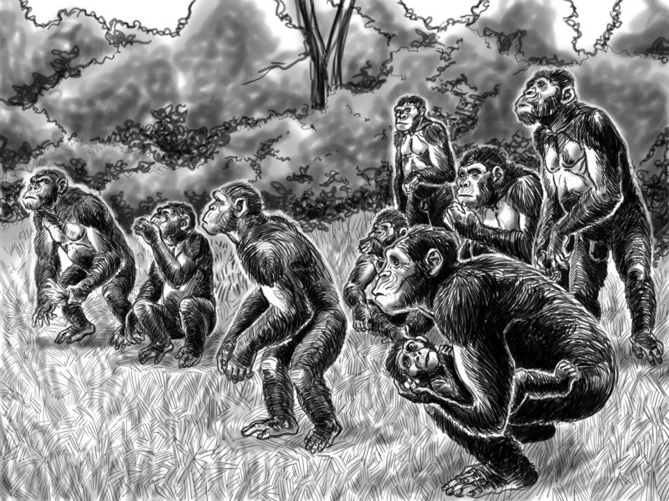 homo  lineage   human antecessor  australopithecus  afarensis  africanus paranthropus  boisei  obustus neanderthalensis cro-magnon heidelbergensis ardipithecus sahelanthropus