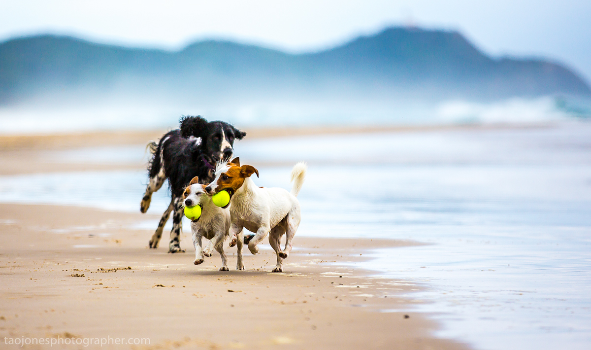 dog dogs dogs on beaches pugs springer spaniels byron bay beaches