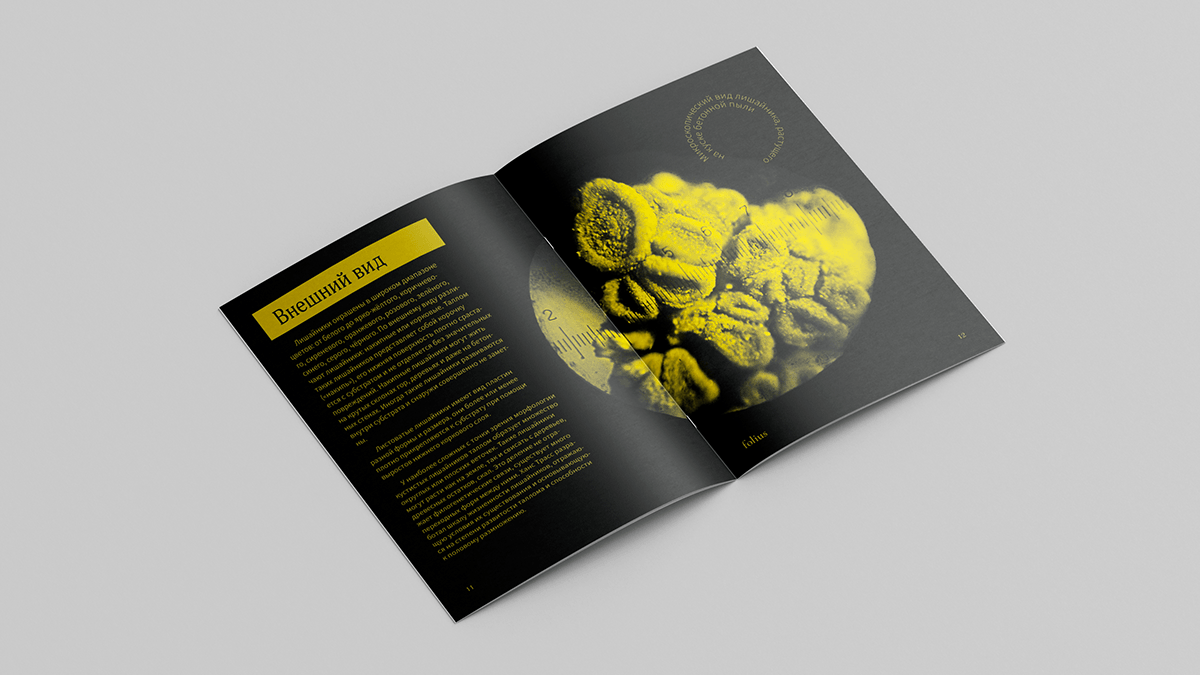 design broshure Booklet typography   identidade visual Brand Design visual identity print book broshure design