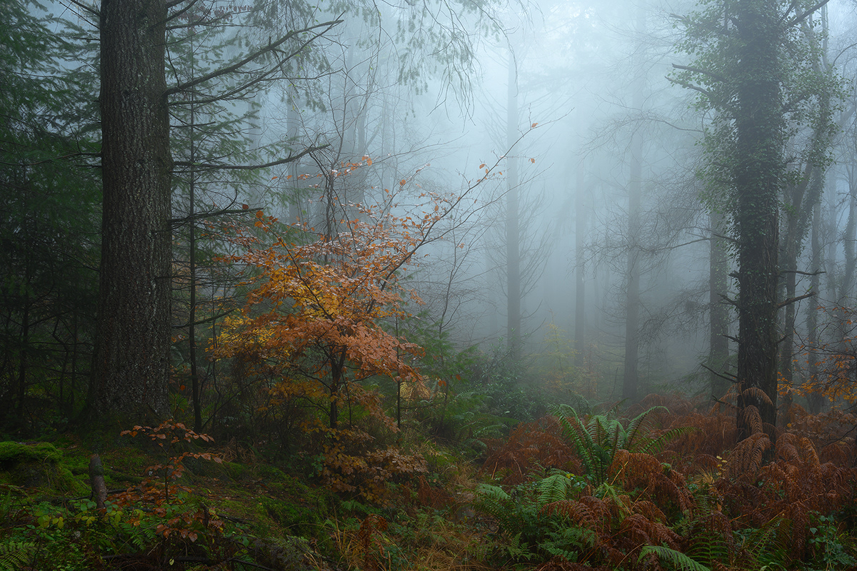 atmosphere forest woodland Landscape Photography 