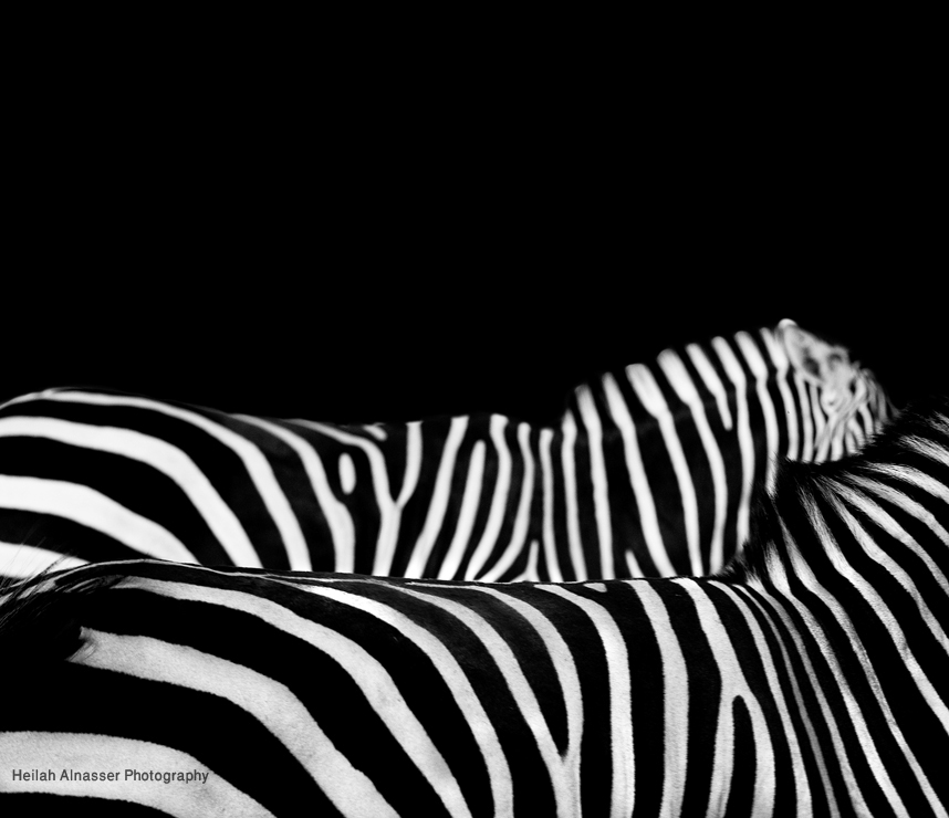 monochrome zebra lines black & White