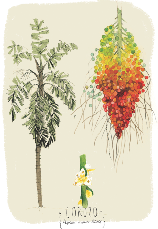 botanical scientific illustration
