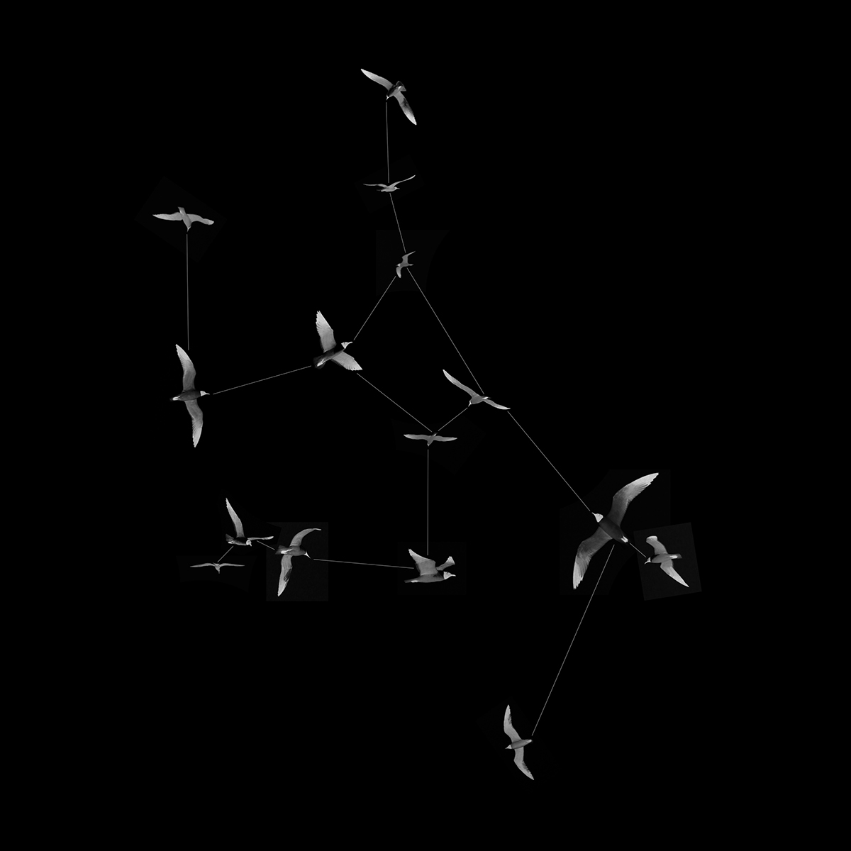 birds seagulls Constellations constellation orion hercules ophiuchus perseus