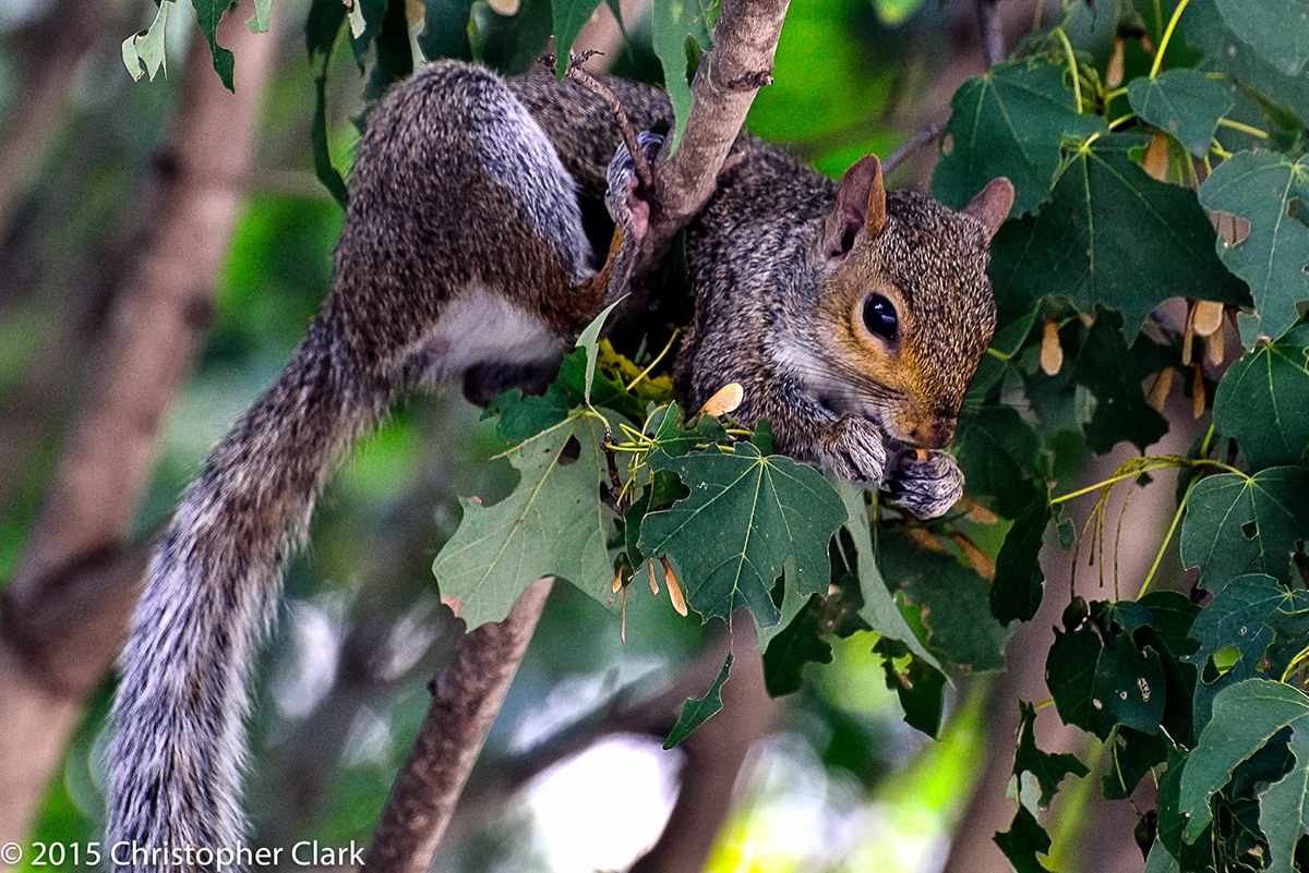 squirrel trees Gathering wild wildlife lunch Eating 