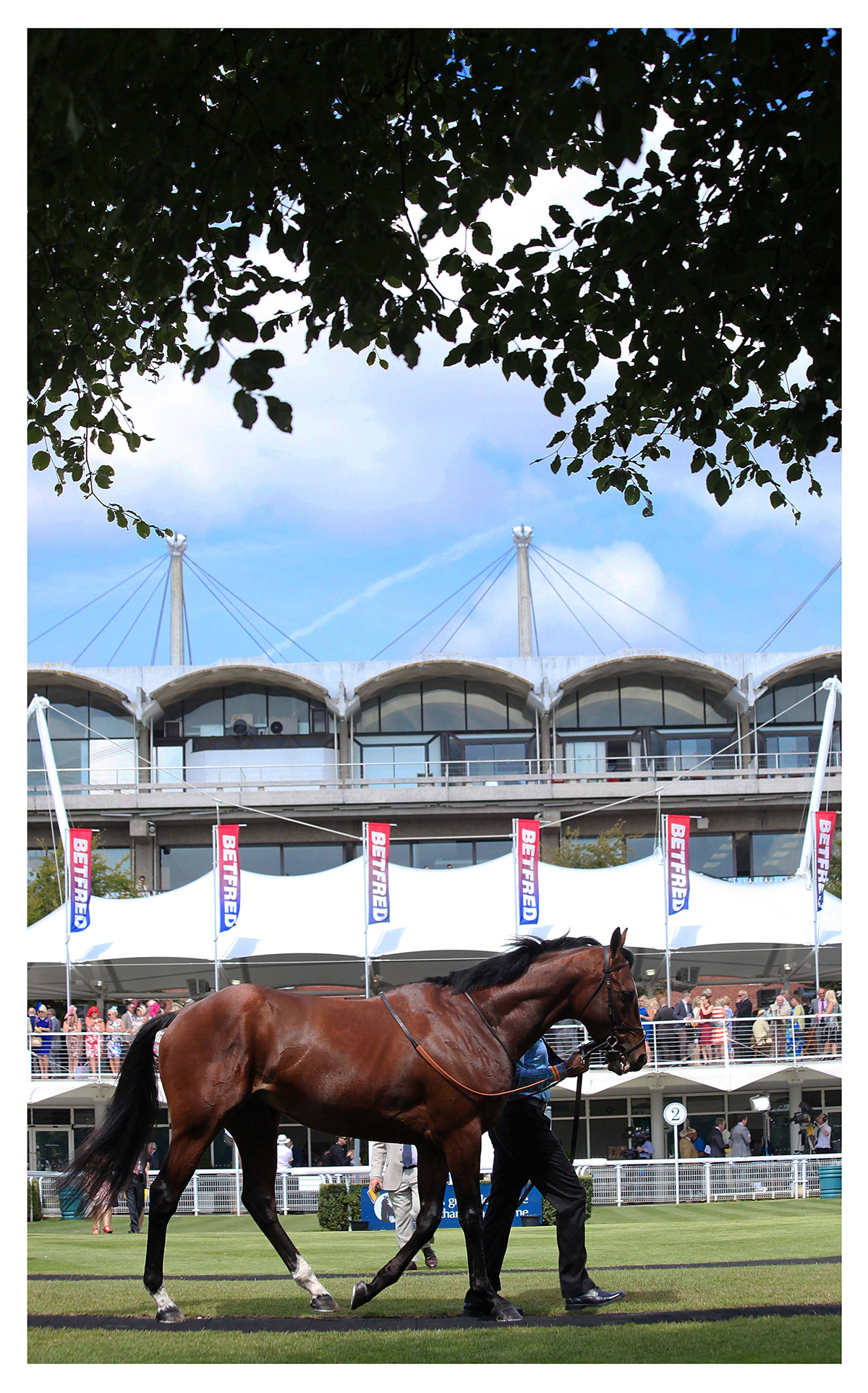 Horse racing thoroughbreds British sport betting and gaming