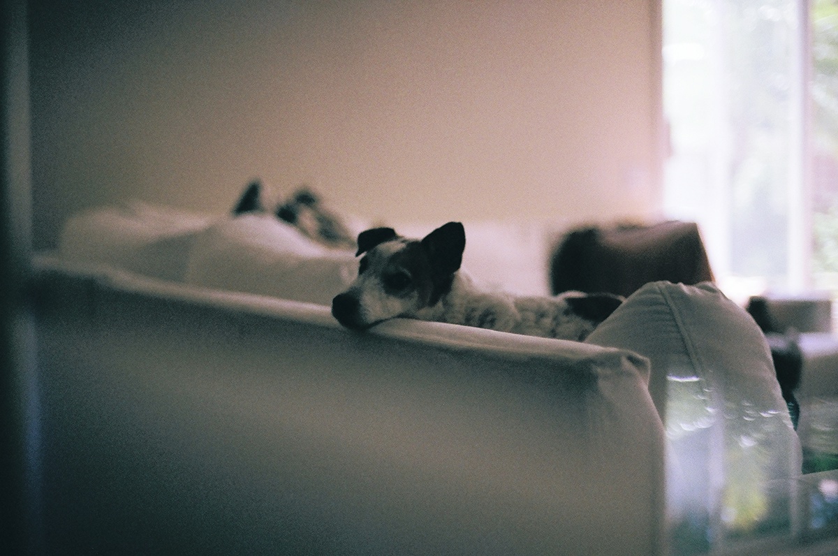 35mm analog jack russell terrier