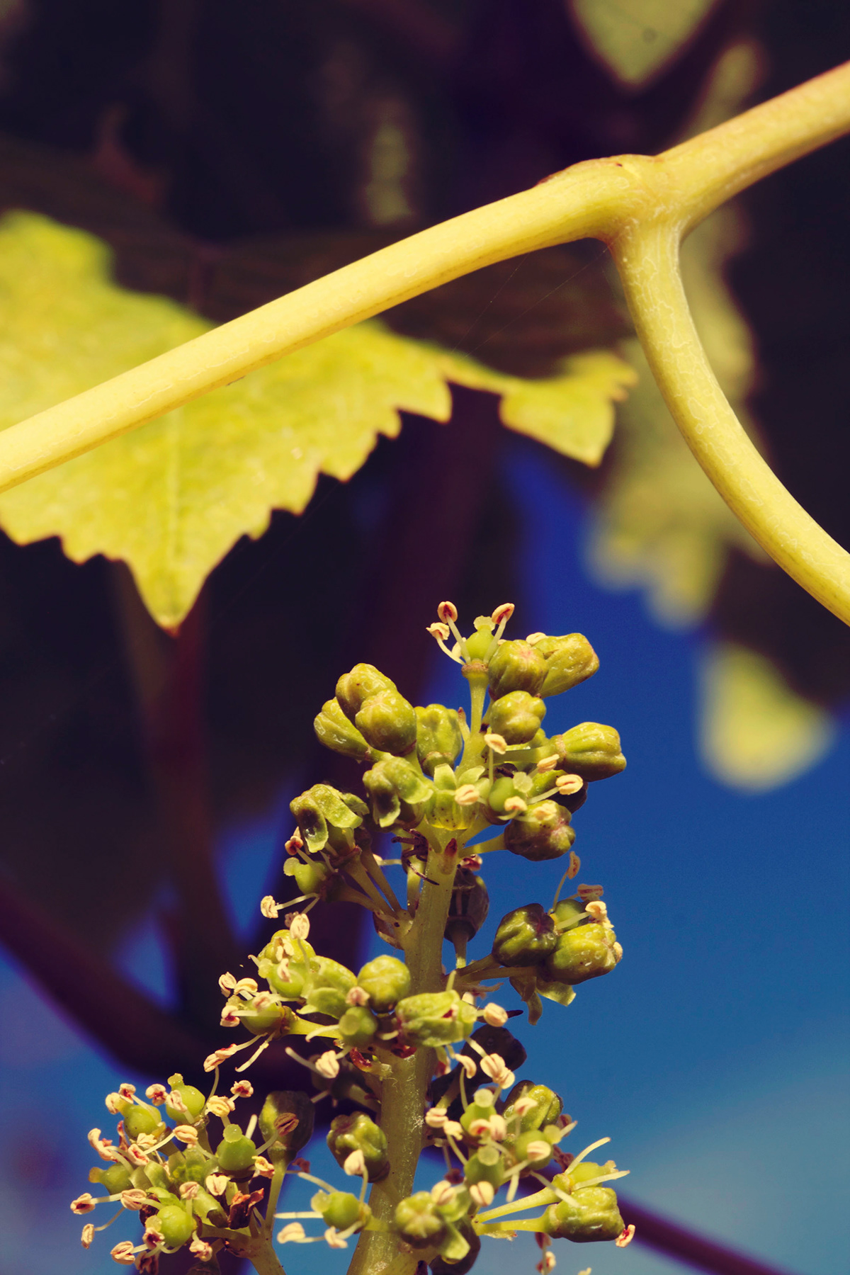 Vineyards Wines wine leave wine flower