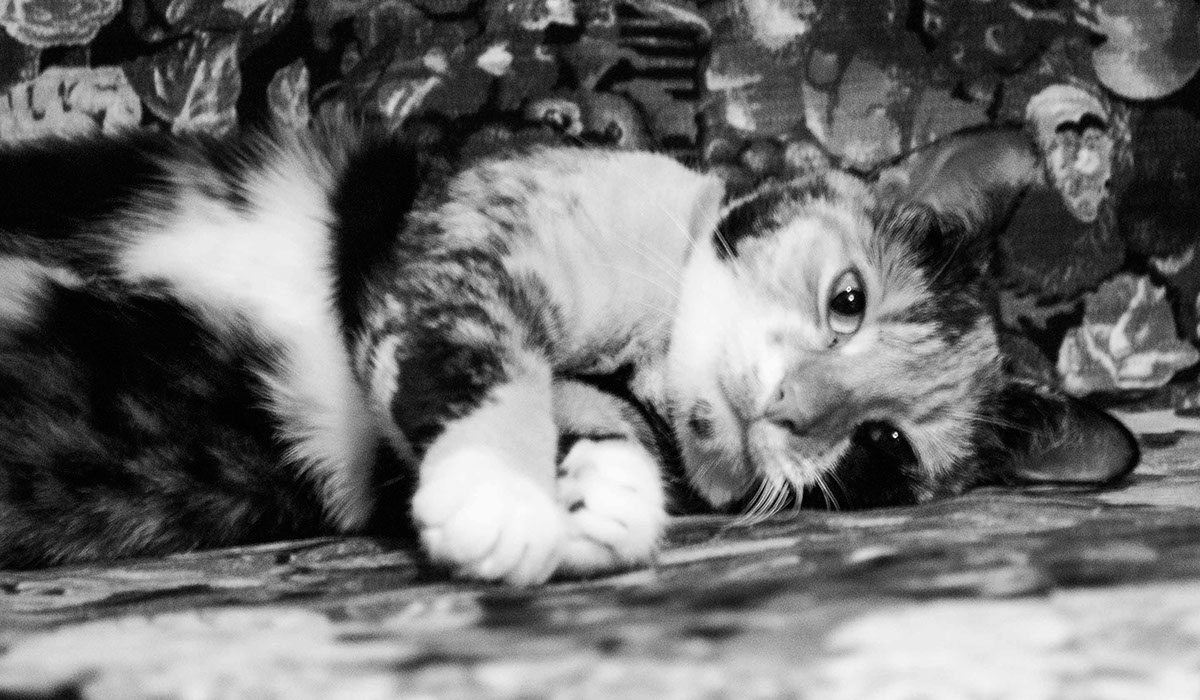 Adobe Portfolio ANANDI Cat little tigress Tigress couchsurfing cat Couchsurfing adorable mischievous mischievous cat