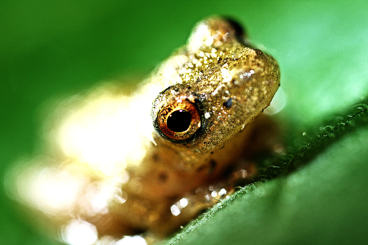 spring  Spring Peeper  frog  wildlife Nature Amphibian Macro Photography  Stephen Arling macro