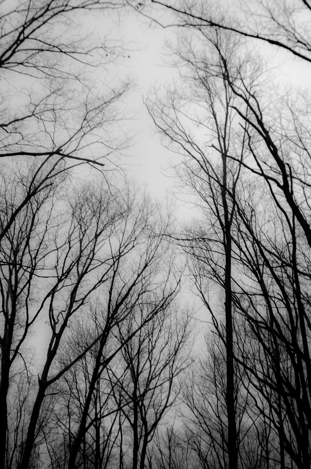 black and white  tree  landscape  fine art
