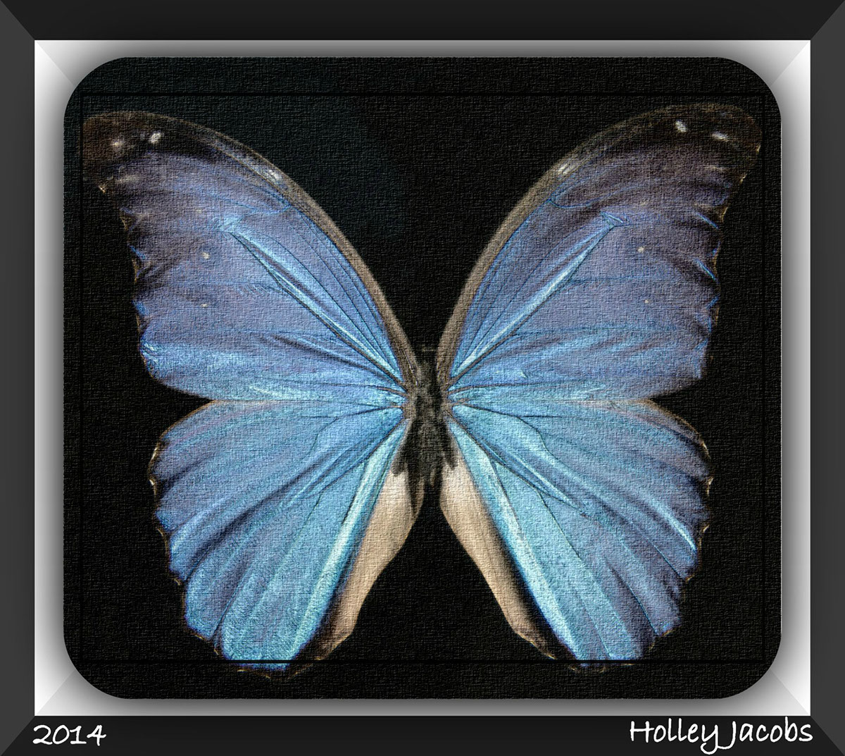 butterflies butterfly Languages Foreign Languages digita arts Digital Photos spring weather