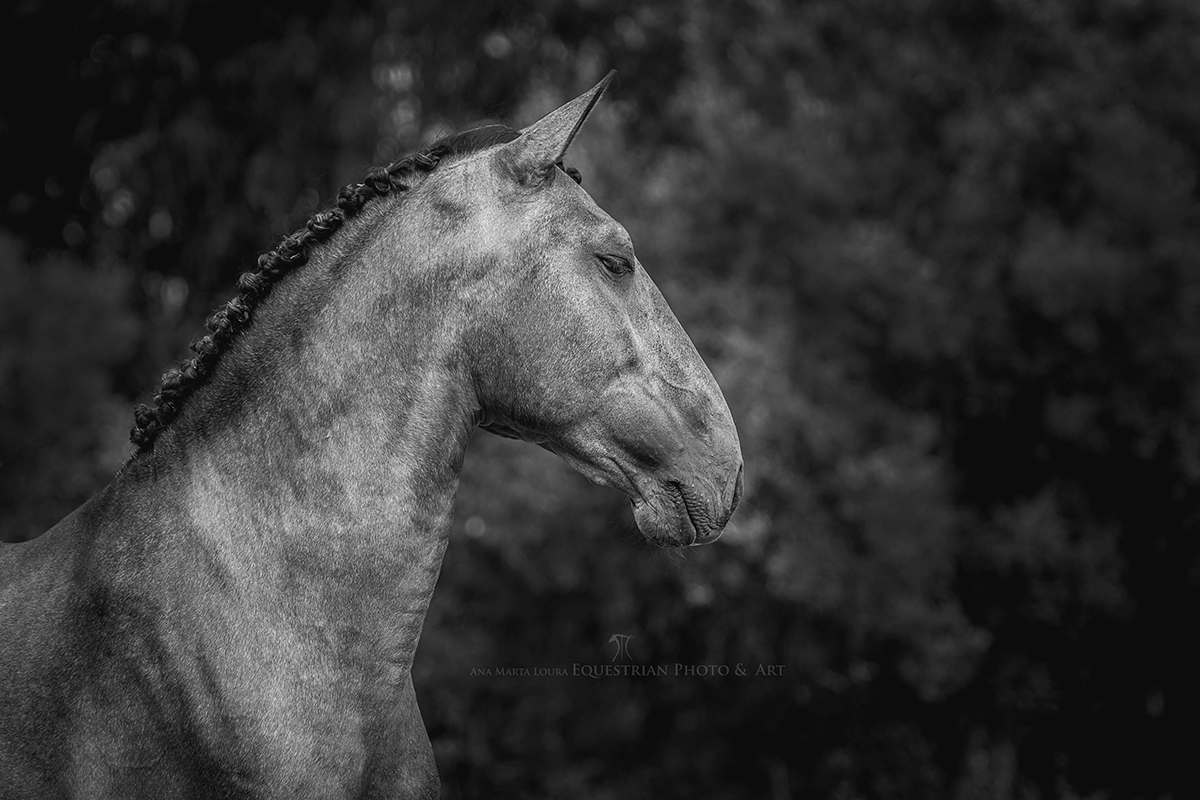 horse equine equestrian Lusitano stallion lusitano stallion free freedom Pferd pets