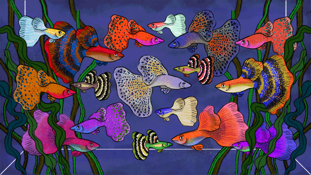 aquarium fish animation  gifs ILLUSTRATION  Character design  colorful underwater water swimming