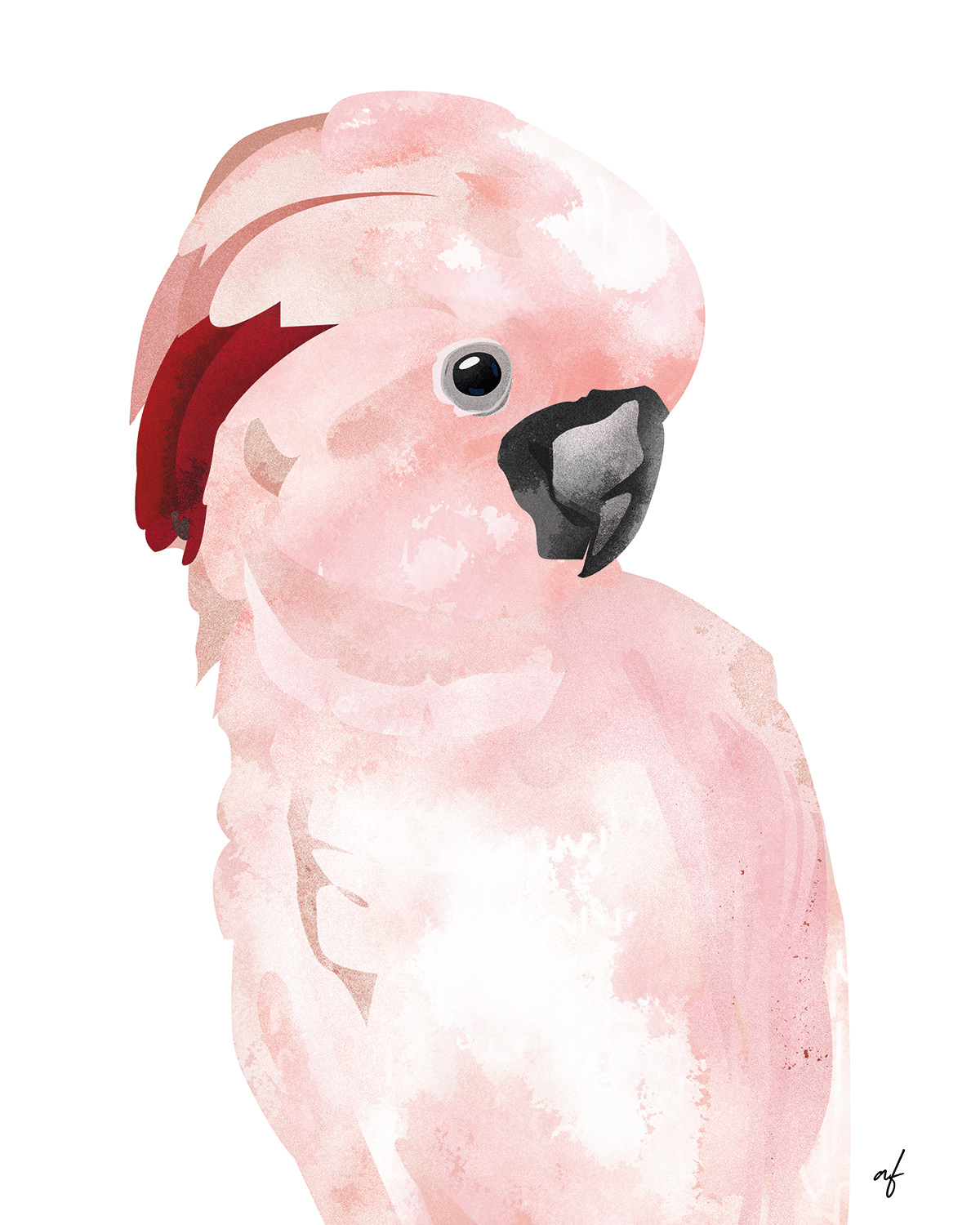 The salmon-crested cockatoo by Abi Fraser