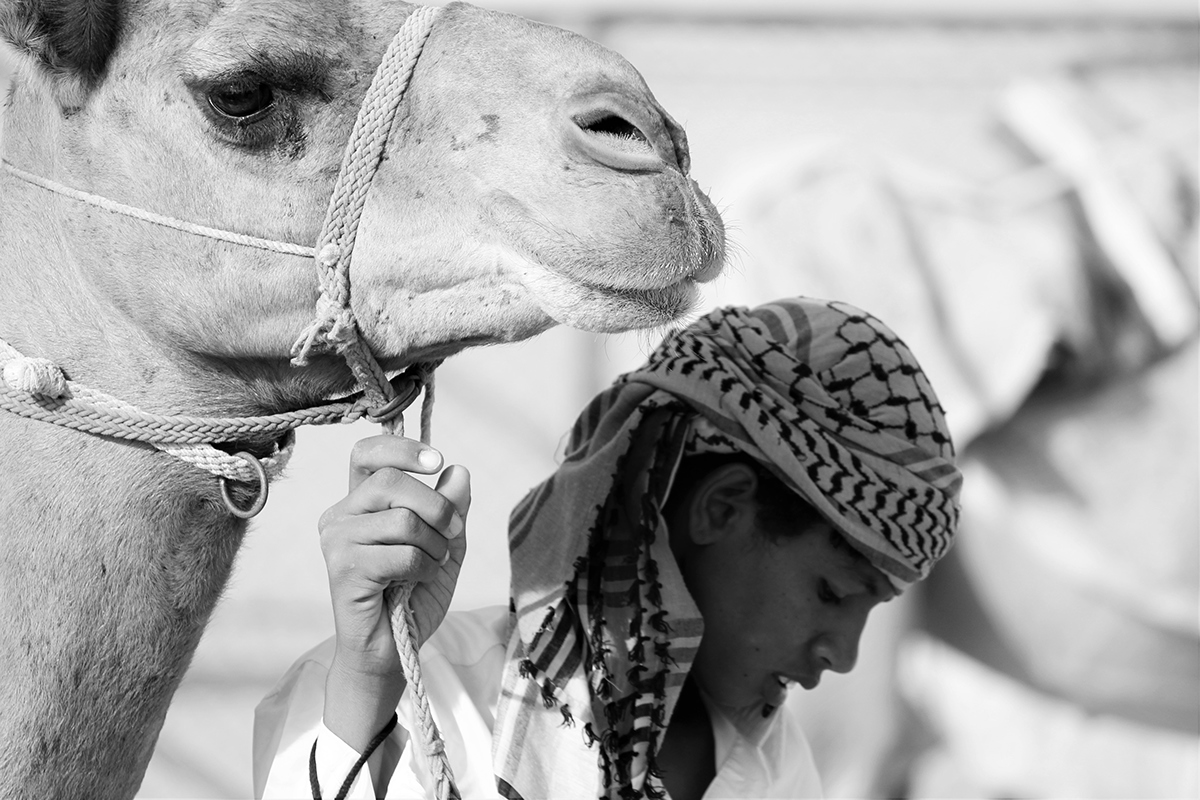 Qatar desert camels Al-Shahaniya portraits