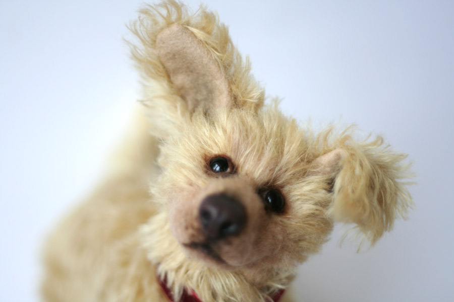 dog puppy Teddy toy Character cute