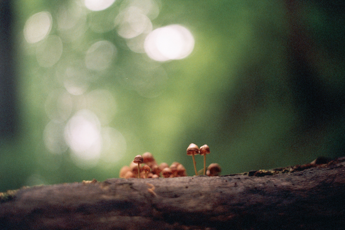 mushroom shroom Praktica Pentacon takumar 50mm negative analog dof bokeh celluloid 35mm film hungary berzsian