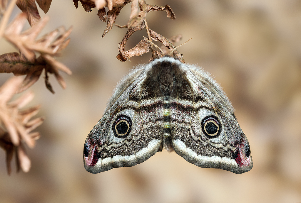 Nature  macro  moth photograph photo colors wings eyes butterfly background hq composition