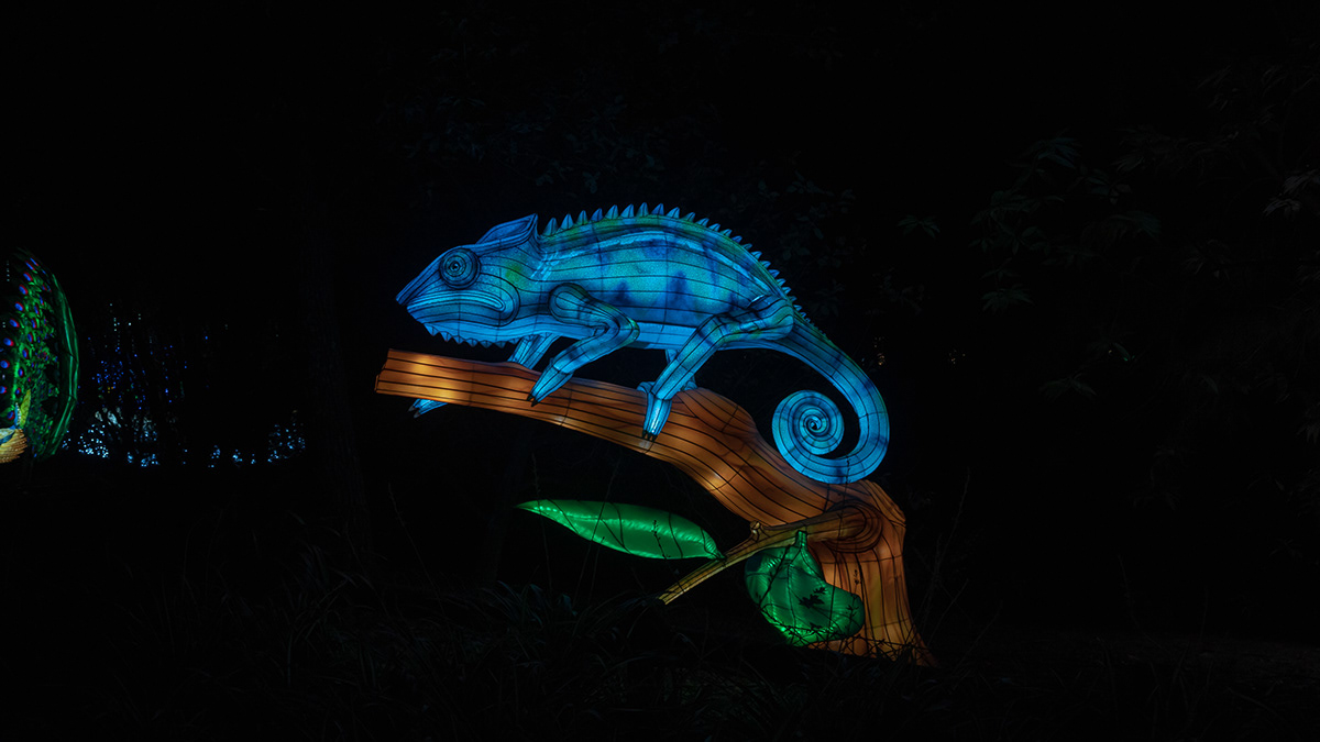 animals colors lights luzes Nature night Photography  zoo