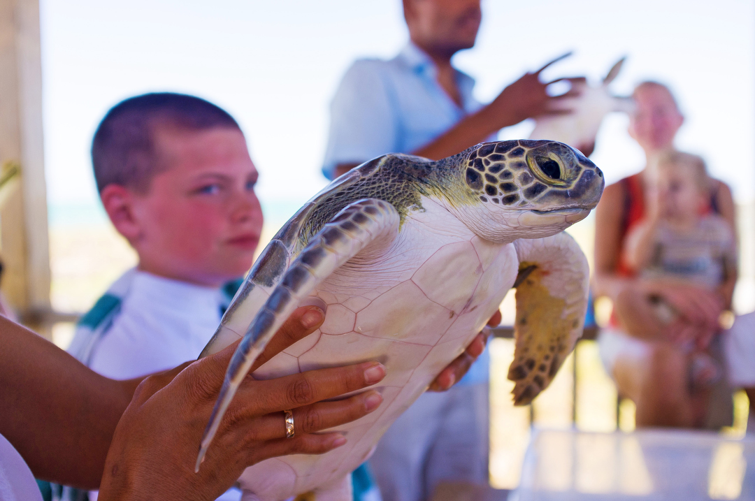 Ecology Nature conservation turks and caicos