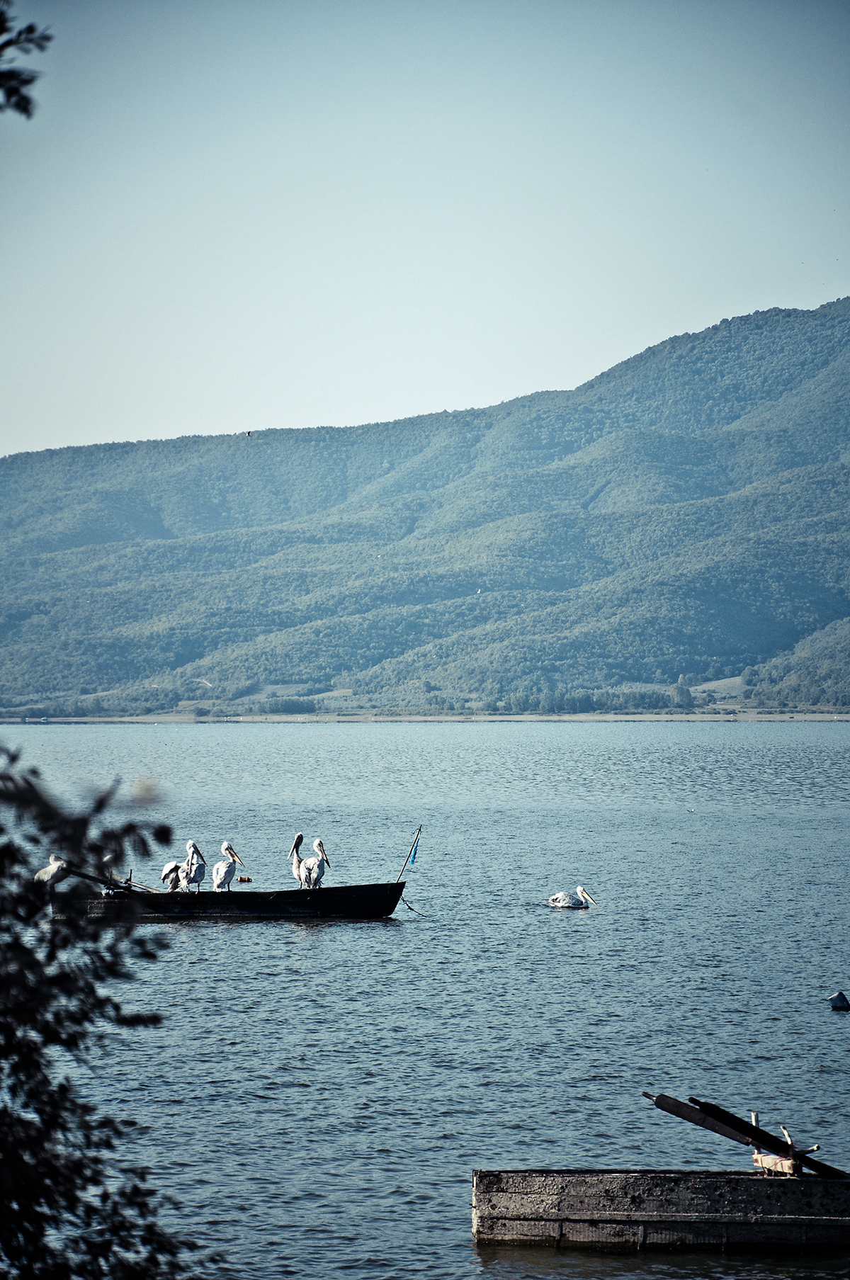 Greece Northern Greece kerkini lake MORNING summermorning light atmosphere mood calm Nature Landscape mountain pelikan