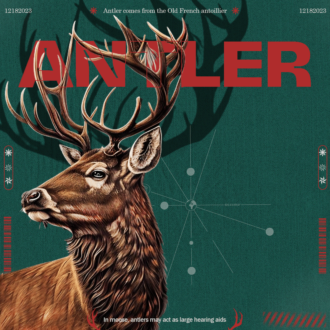deer animal Nature photoshoot antlers skull forest design Graphic Designer designer