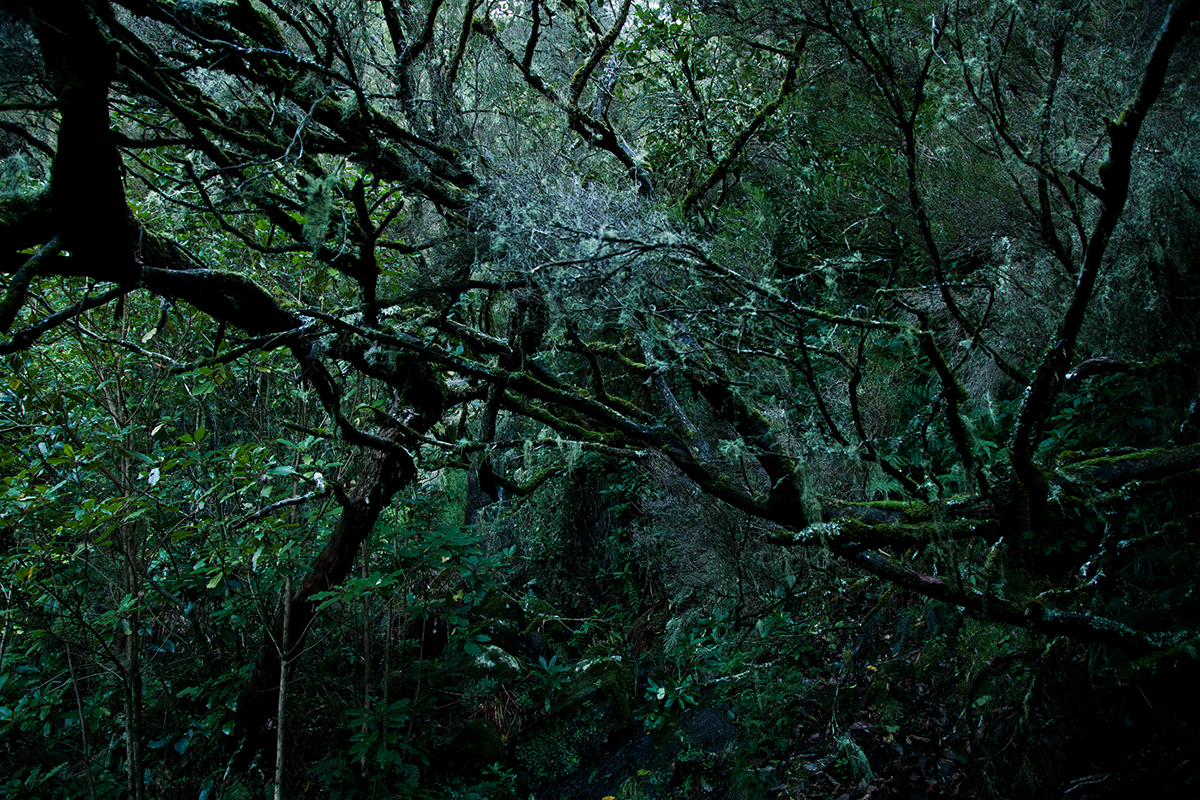 Nature Landscape abstract fog mist wood woods green contemporary fine art structure pattern trees laurisilva subtropical rainforest