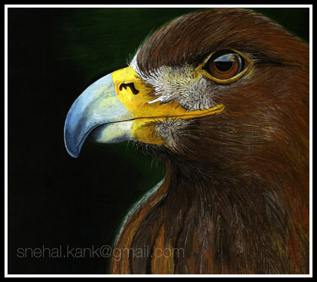 eagle-illustration postercolor hand work bird Egale perfection
